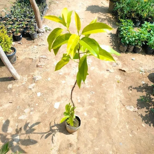 Champaca_Plant