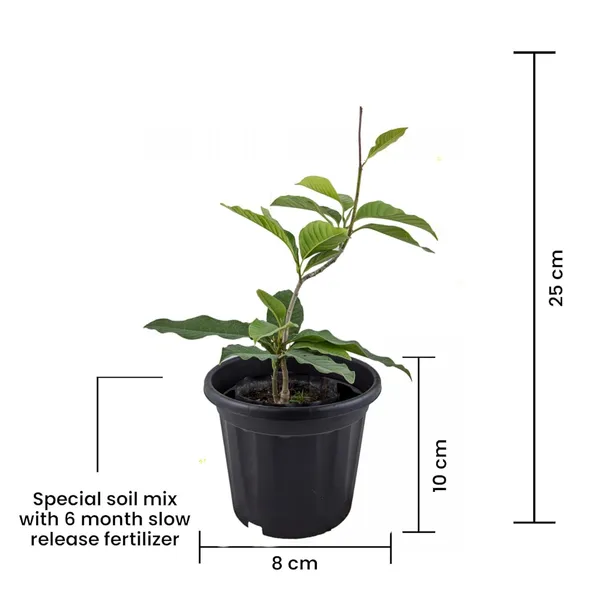 Champaca_Plant