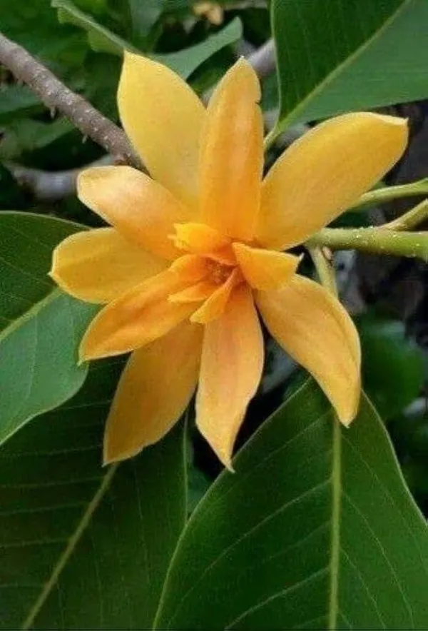 Champaca_Plant