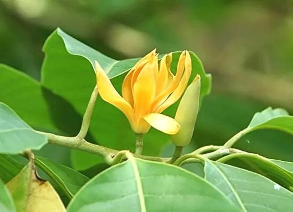 Champaca_Plant