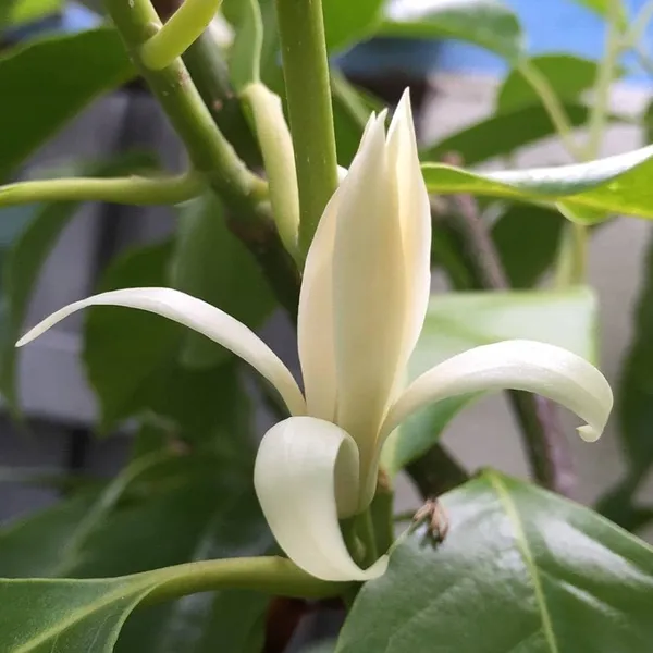 Champaca_Plant
