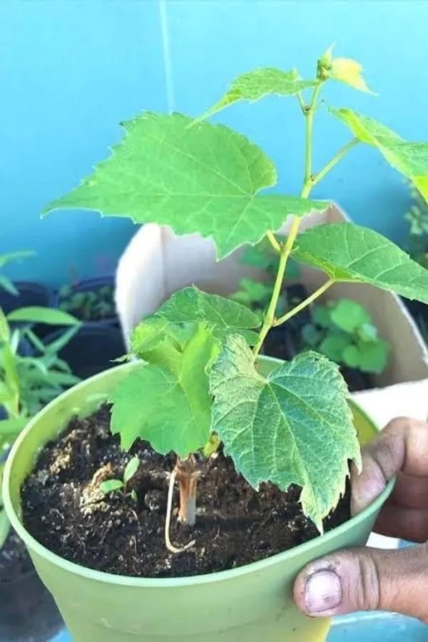 Grapefruit_Plant