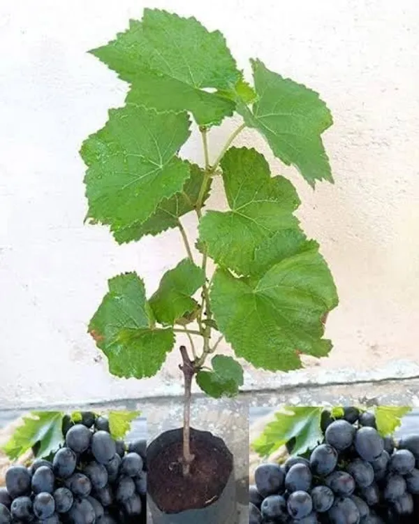 Grapefruit_Plant