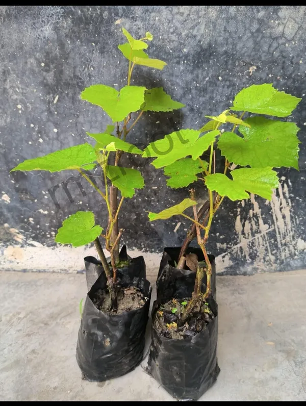 Grape_Live_Fruit_Plant