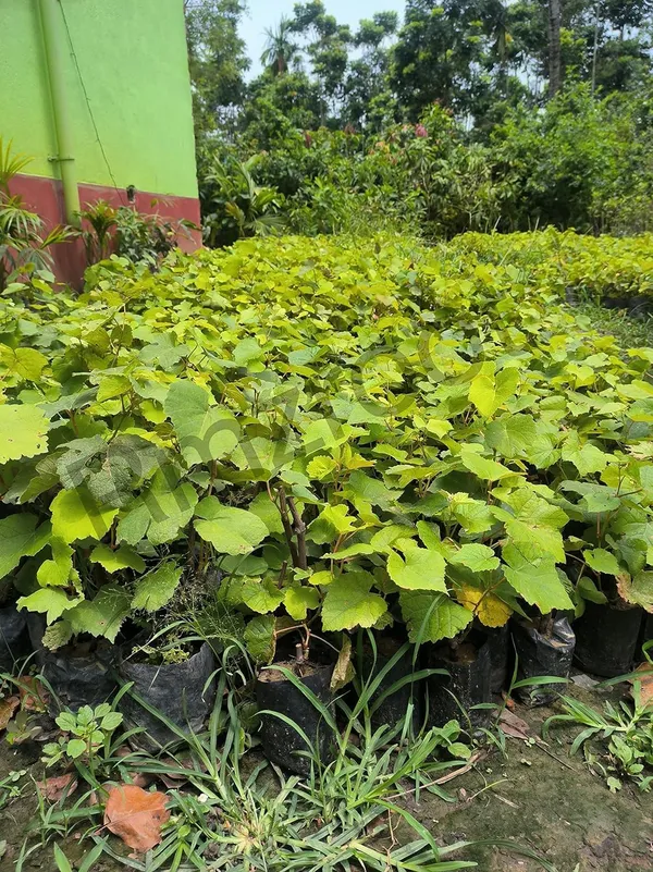 Grape_Live_Fruit_Plant