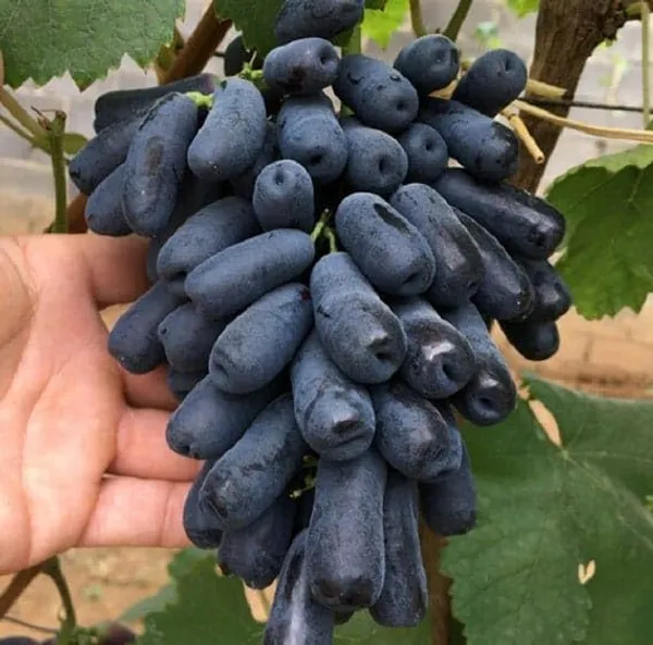 Grape_Live_Fruit_Plant