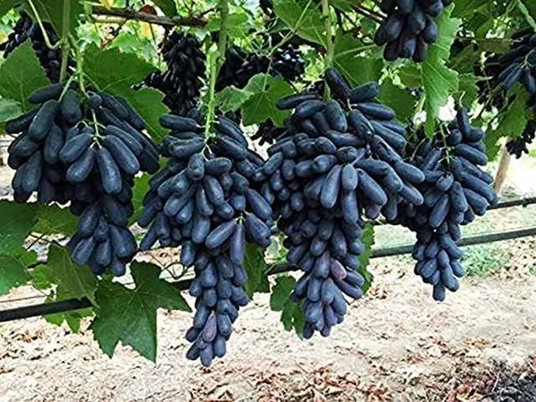 Grape_Live_Fruit_Plant