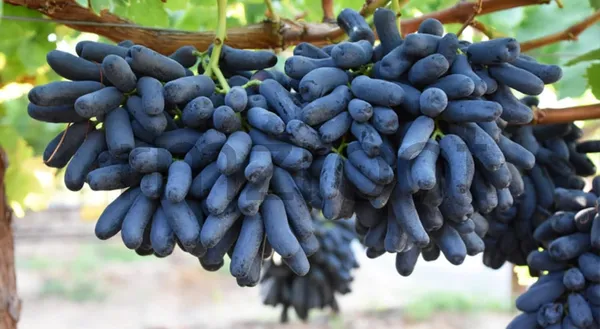 Grape_Live_Fruit_Plant