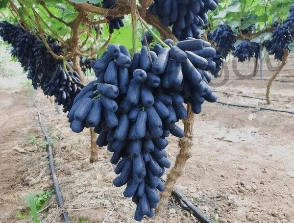 Grape_Live_Fruit_Plant
