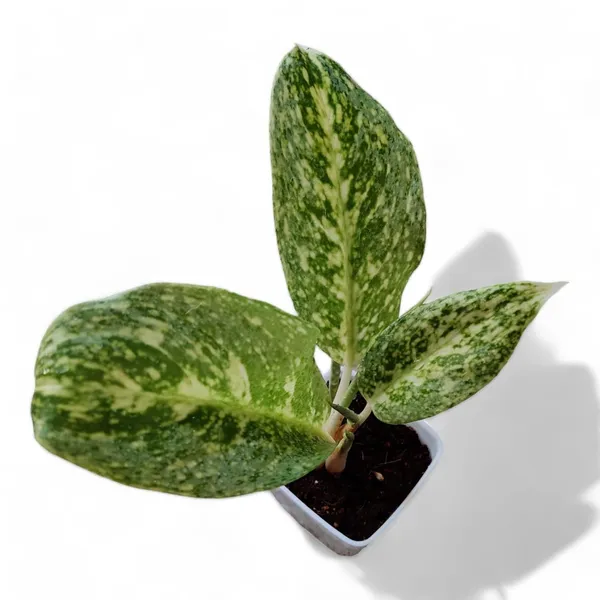 Aglaonema_Indoor_Plant