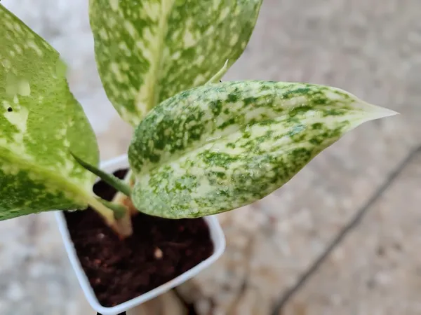 Aglaonema_Indoor_Plant