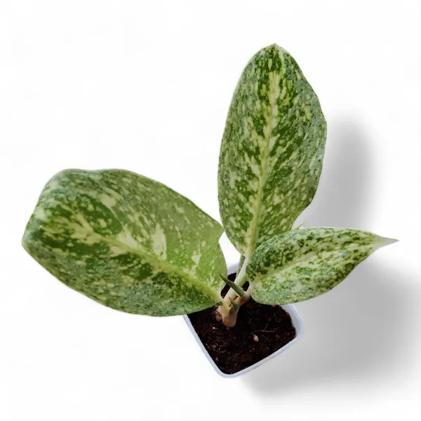 Aglaonema_Indoor_Plant