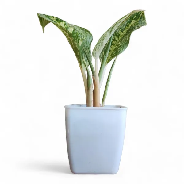 Aglaonema_Indoor_Plant