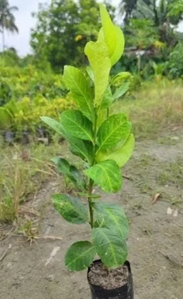 Lemon_Fruit_Plant