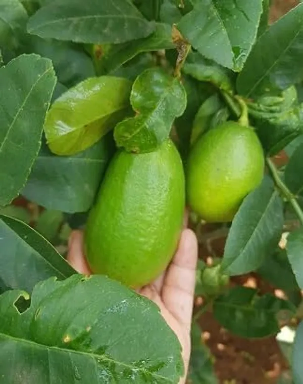 Lemon_Fruit_Plant