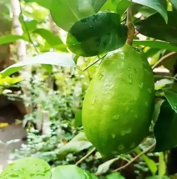 Lemon_Fruit_Plant