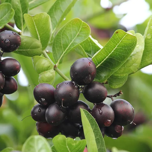 Thai_Cherry_Plant