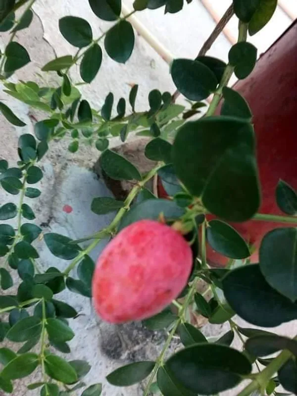Thai_Cherry_Plant