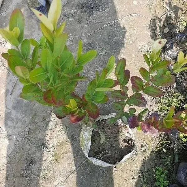 Thai_Cherry_Plant