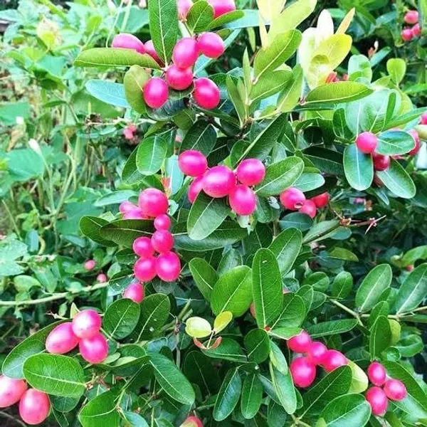 Thai_Cherry_Plant