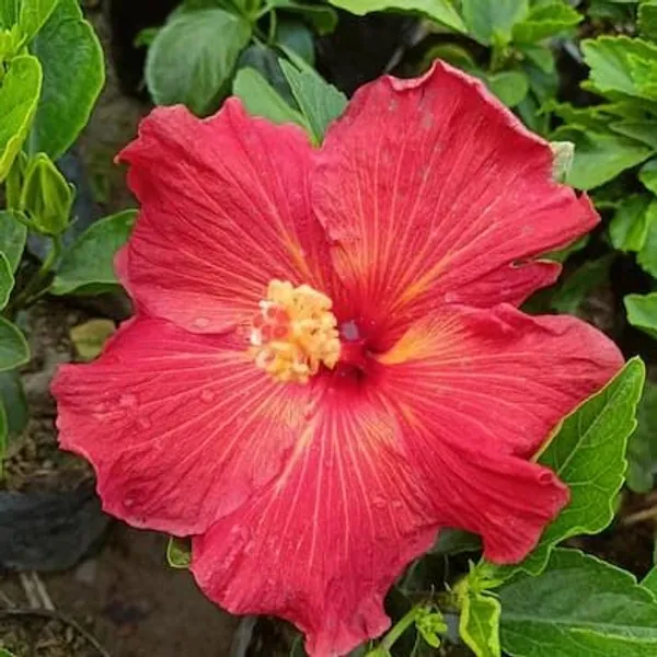 Hibiscus_Plant