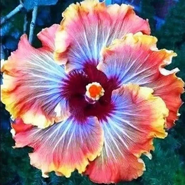 Hibiscus_Plant