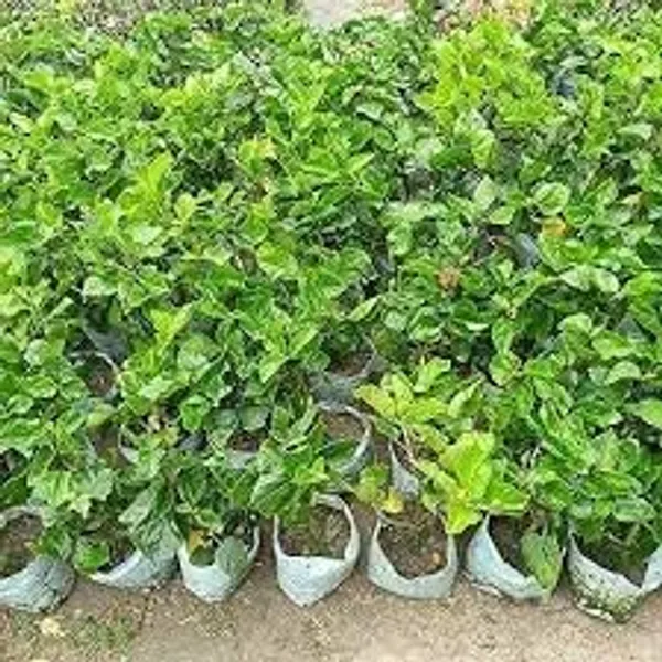 Hibiscus_Plant
