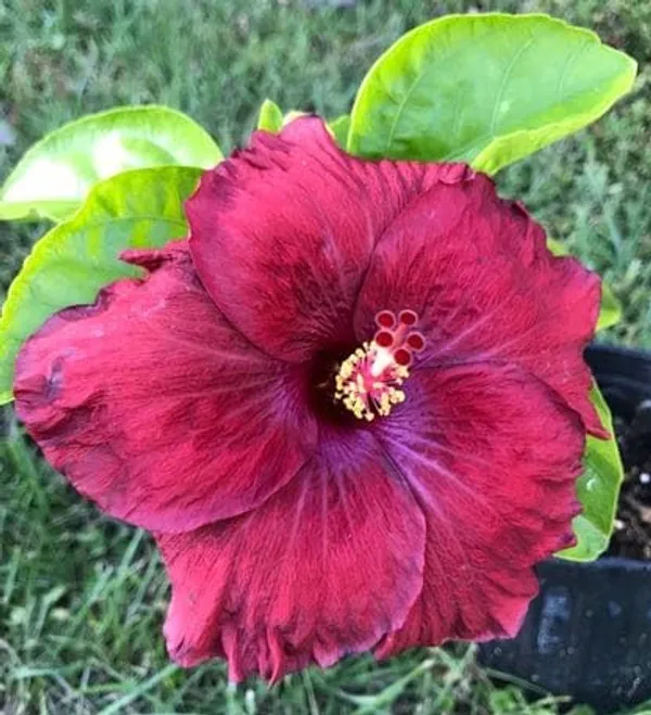 Hibiscus_Plant