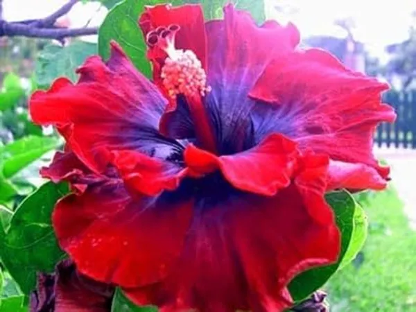 Hibiscus_Plant