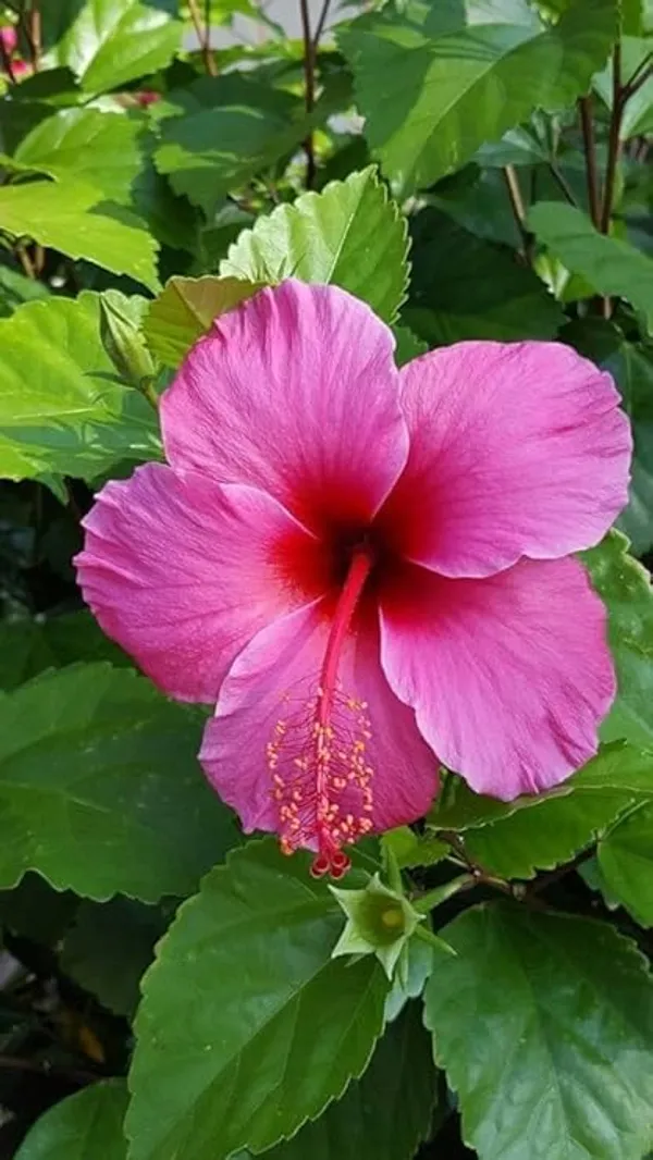 Hibiscus_Plant