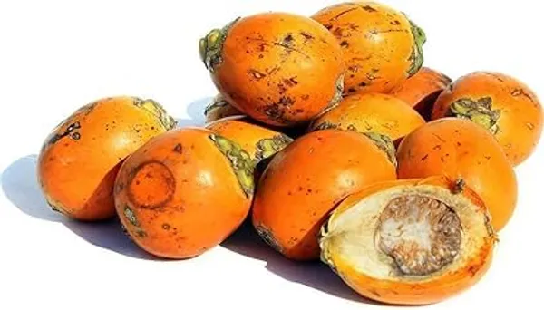 Supari_Tree_Live_Plant
