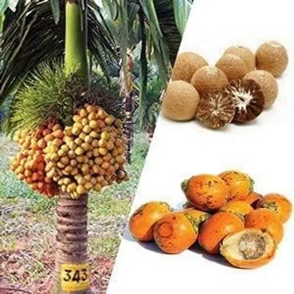 Supari_Tree_Live_Plant