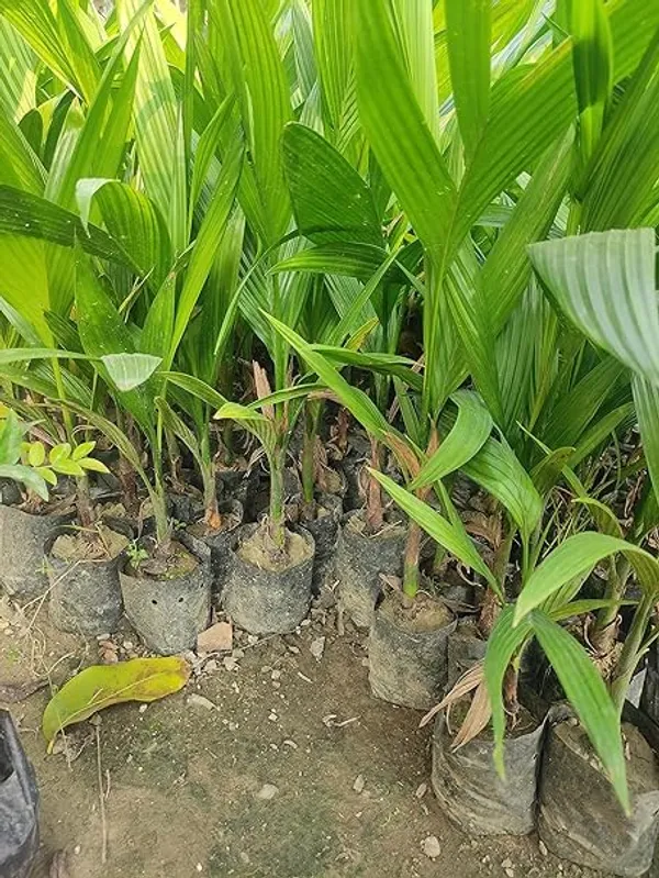 Supari_Tree_Live_Plant