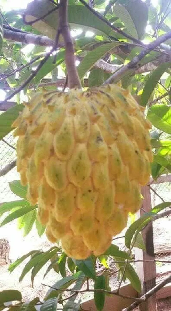 Thai_Sugar_Apple_Grafted_Fruit_Plant