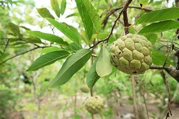 Thai_Sugar_Apple_Grafted_Fruit_Plant