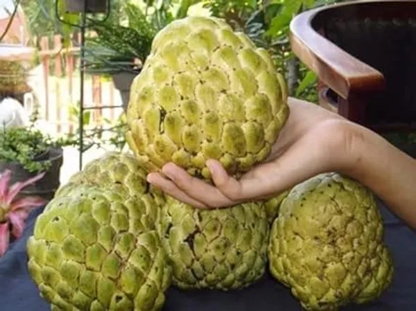 Thai_Sugar_Apple_Grafted_Fruit_Plant