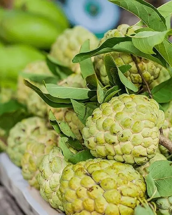 Thai_Sugar_Apple_Grafted_Fruit_Plant