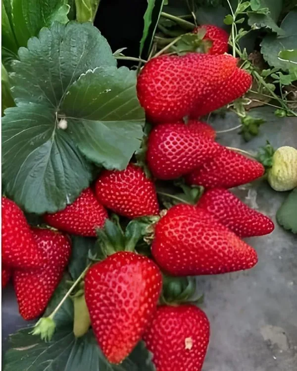 Strawberry_Plant
