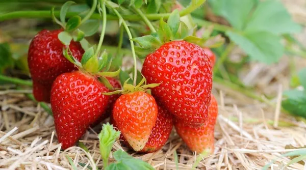 Strawberry_Plant