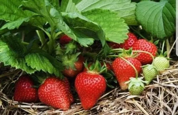 Strawberry_Plant