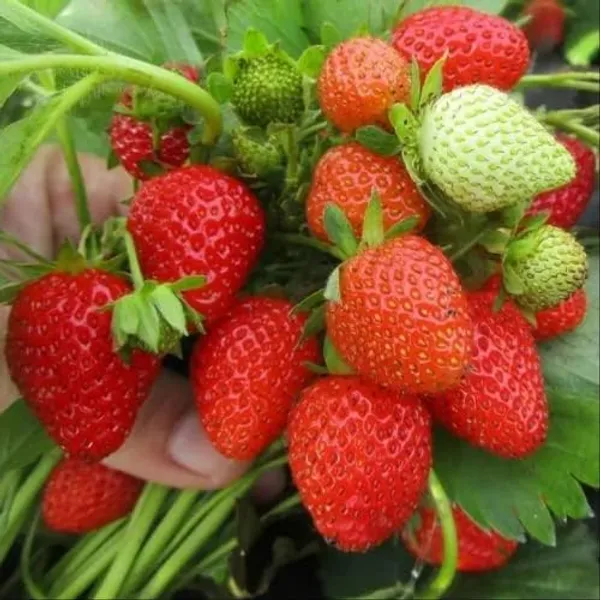 Strawberry_Plant