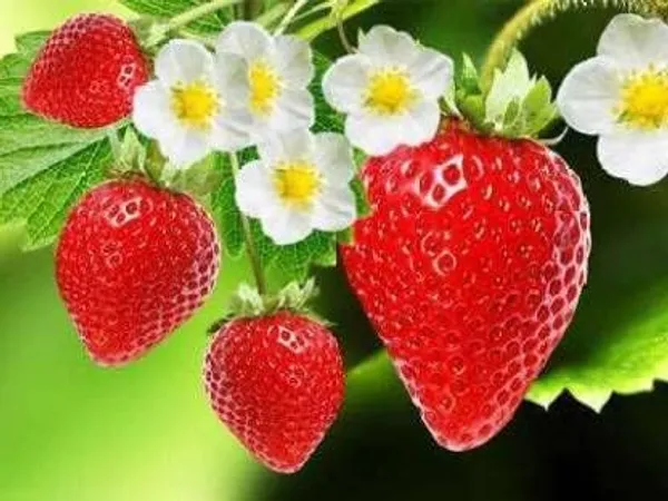 Strawberry_Plant