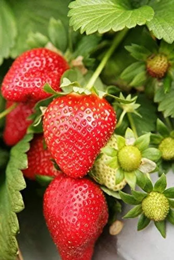 Strawberry_Plant