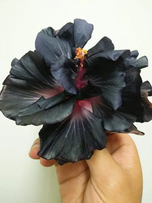 Hibiscus_Plant