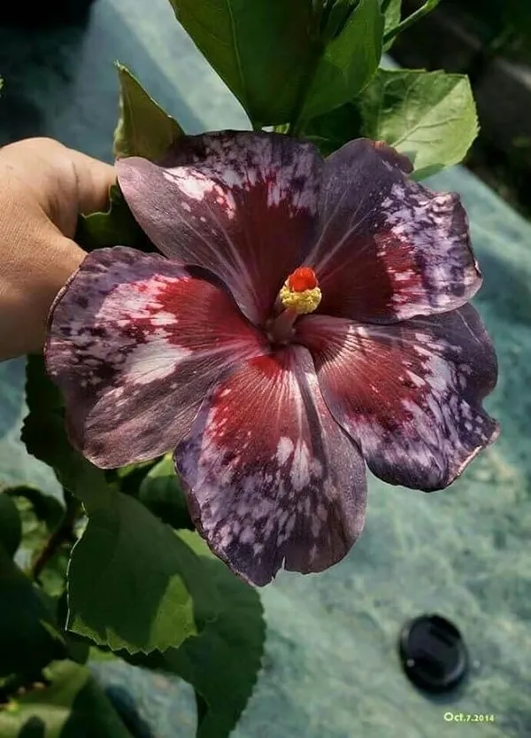 Hibiscus_Plant