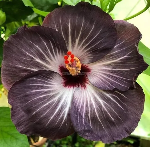 Hibiscus_Plant