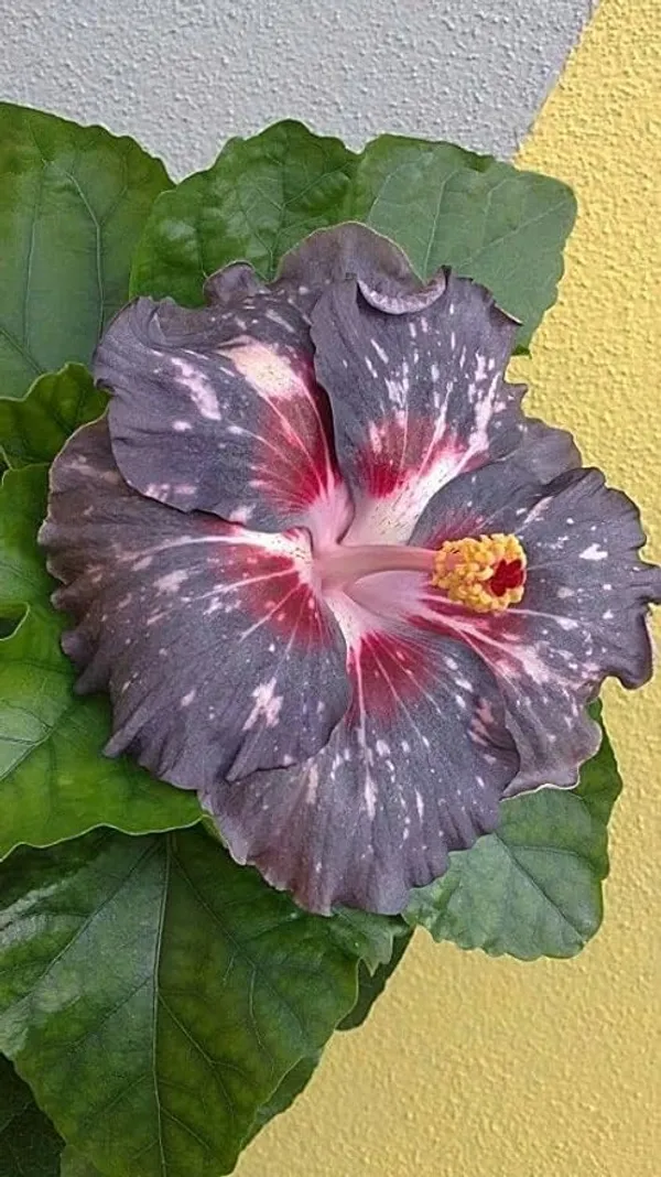 Hibiscus_Plant