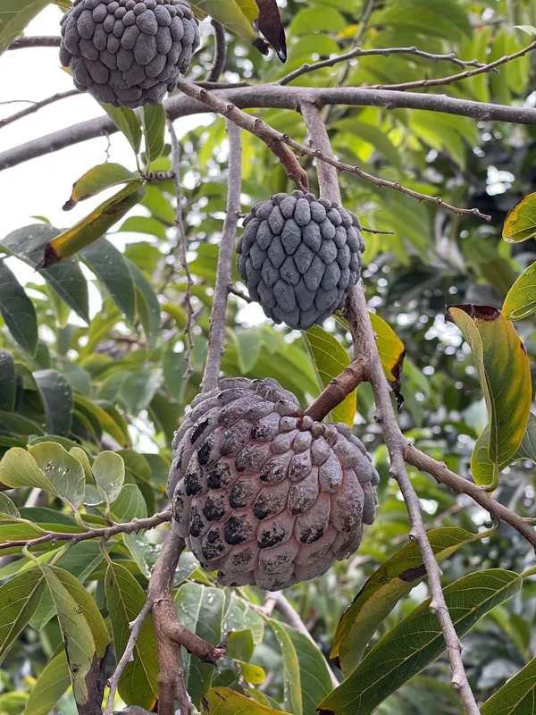Sugar_Apple_Fruit_Plant