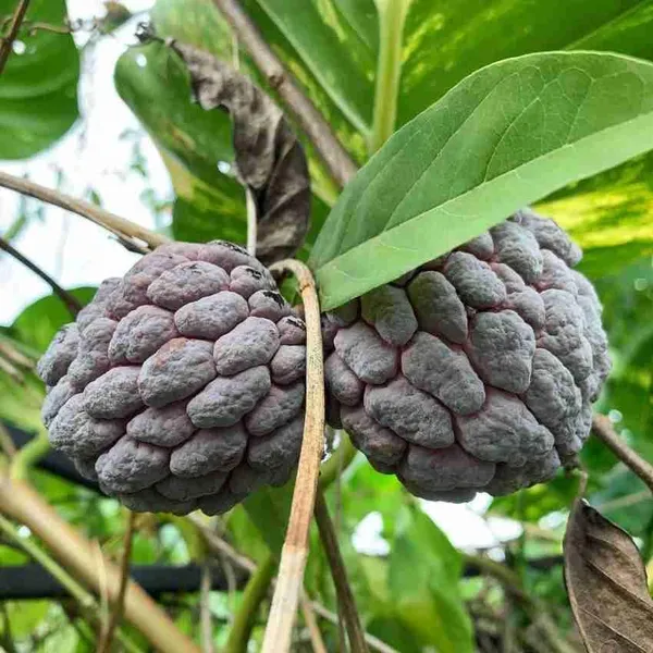 Sugar_Apple_Fruit_Plant