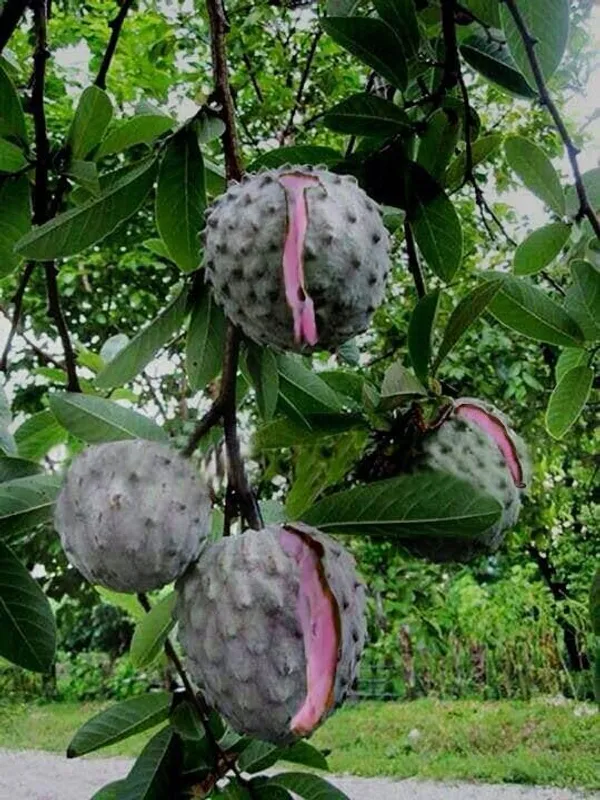 Sugar_Apple_Fruit_Plant